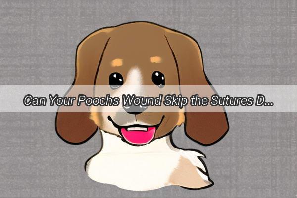 Can Your Poochs Wound Skip the Sutures Discover the Truth Behind Wound Healing for Dogs